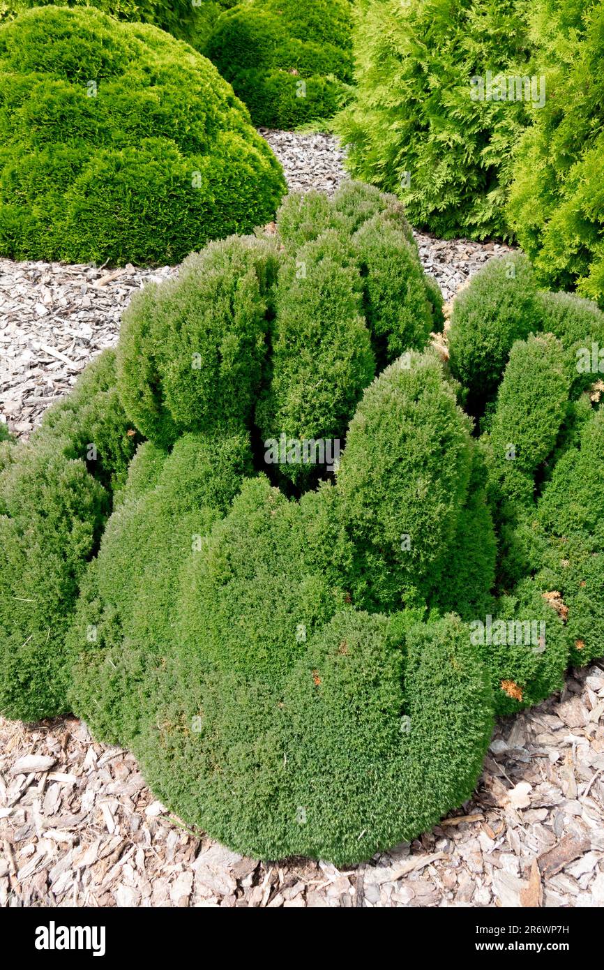 Thuja occidentalis "Teddy", Thuja "Teddy", Evergreen, Garden growth stunted and ovoid, dense, very slow Stock Photo
