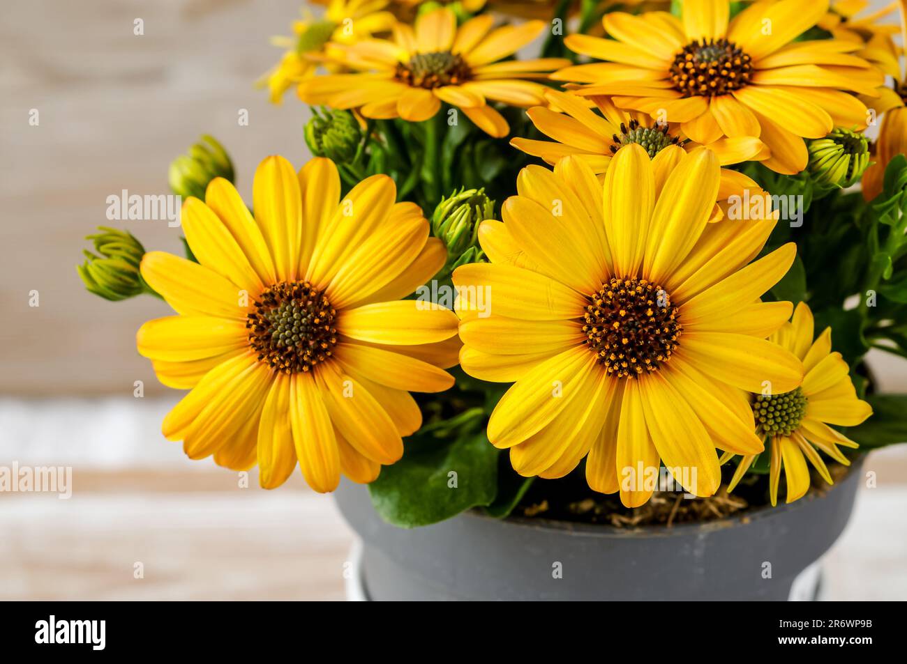 African daisy, Osteospermum, delicate flowers in warm yellow sunny color, showy ornamental plant in full bloom, top view, composition on a delicate wo Stock Photo