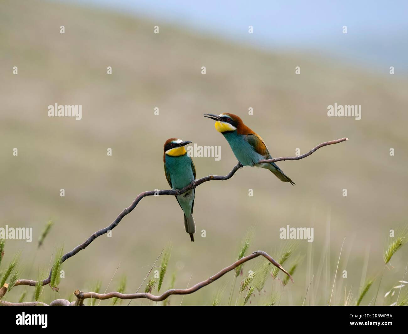 European bee-eater, Merops apiaster, two birds on a branch, Bulgaria, June 2023 Stock Photo