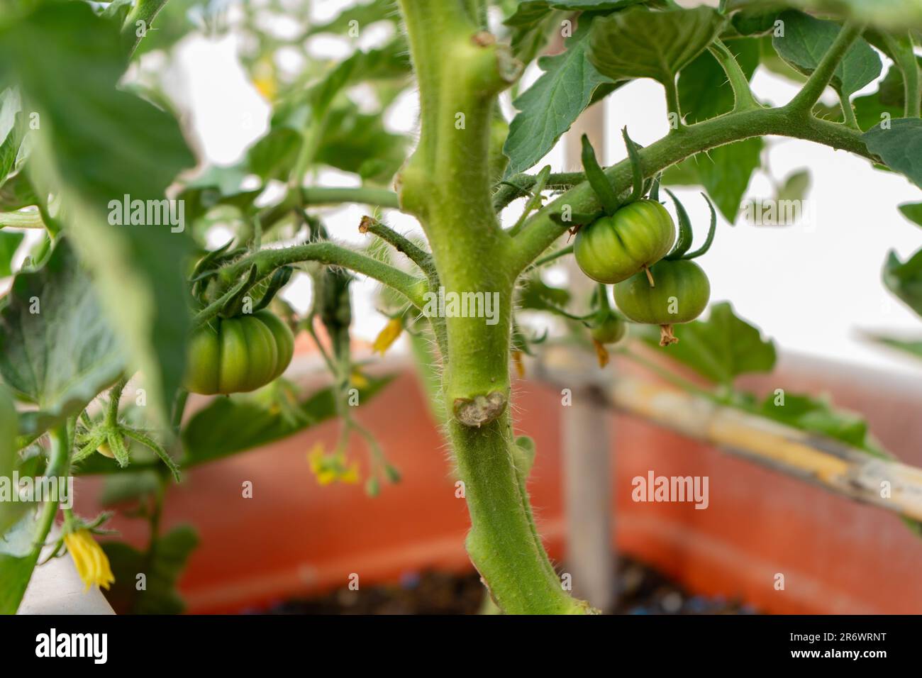 Tomato plant with green tomatoes in full growth, urban gardening concept Stock Photo