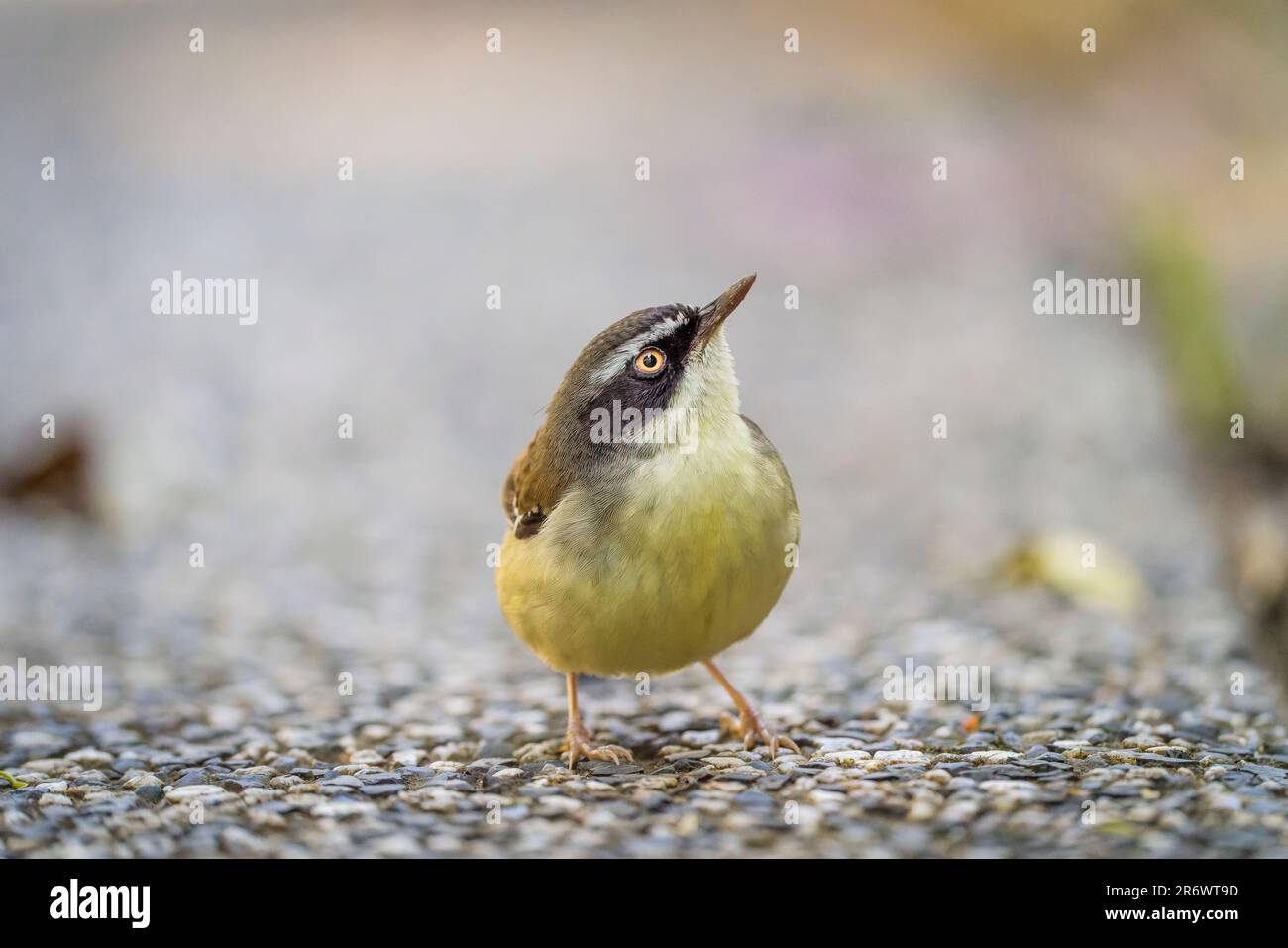 A high-resolution closeup shot of a White-browed scrubwren on the ground Stock Photo