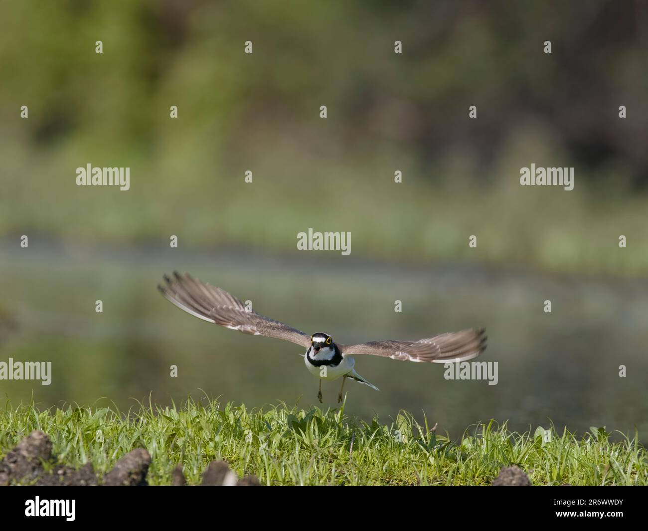Little-ringed plover, Charadrius dubius, single bird display flight ...