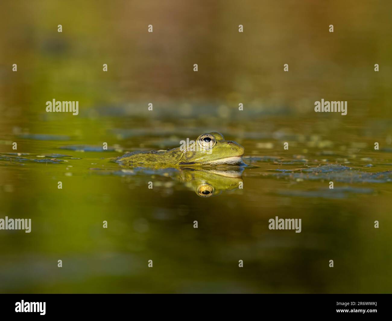 Marsh frog, Pelophylax ridibundus, single frog in water, Bulgaria, June ...
