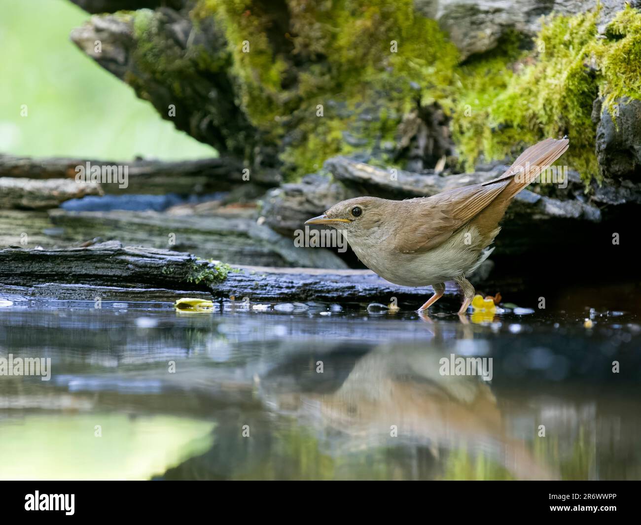 Nightingale, Luscinia megarhynchos, single bird by water, Bulgaria, June 2023 Stock Photo