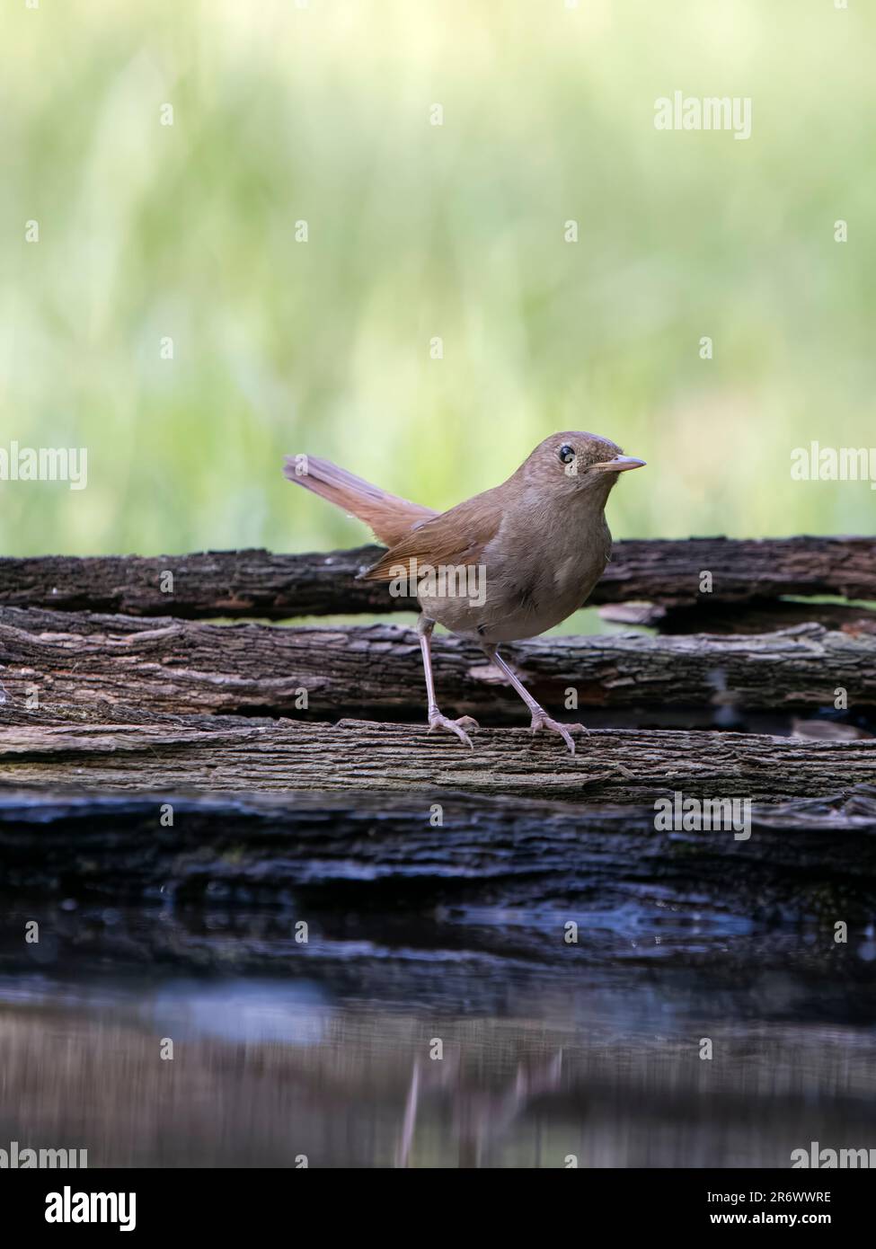 Nightingale, Luscinia megarhynchos, single bird by water, Bulgaria, June 2023 Stock Photo