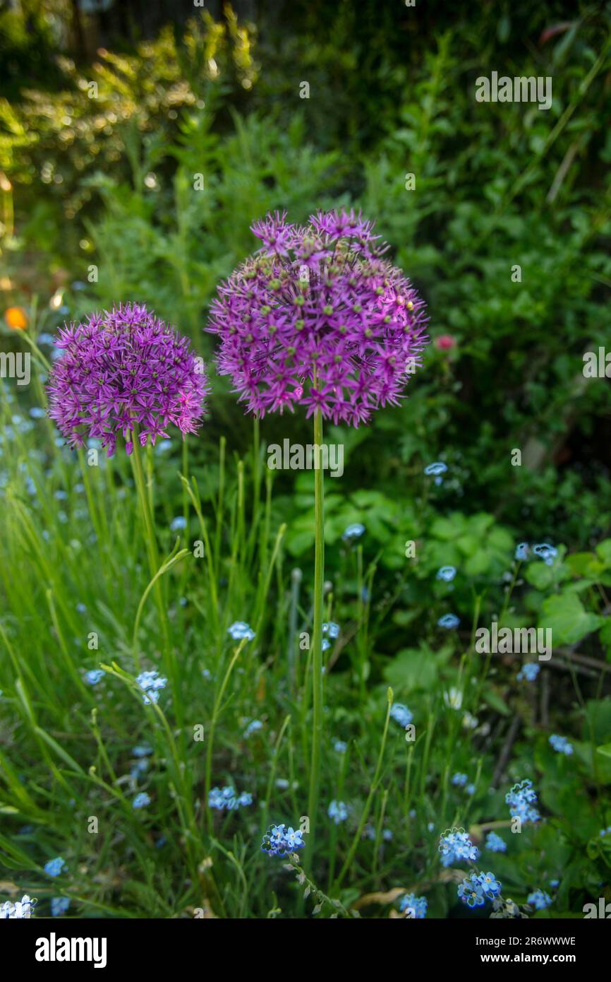 Natural close up flowering plant portrait of Allium giganteum, giant allium. Stock Photo