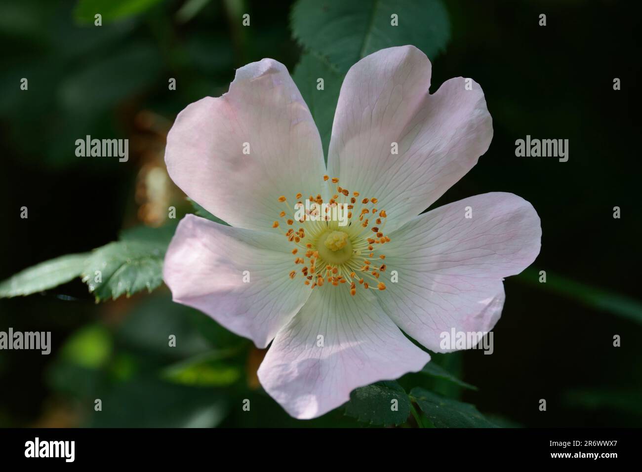 Dog rose Rosa canina, common wild rose has flat flowers large pink flushed petals numerouse yellow stamens with thorny stems and toothed leaves Stock Photo