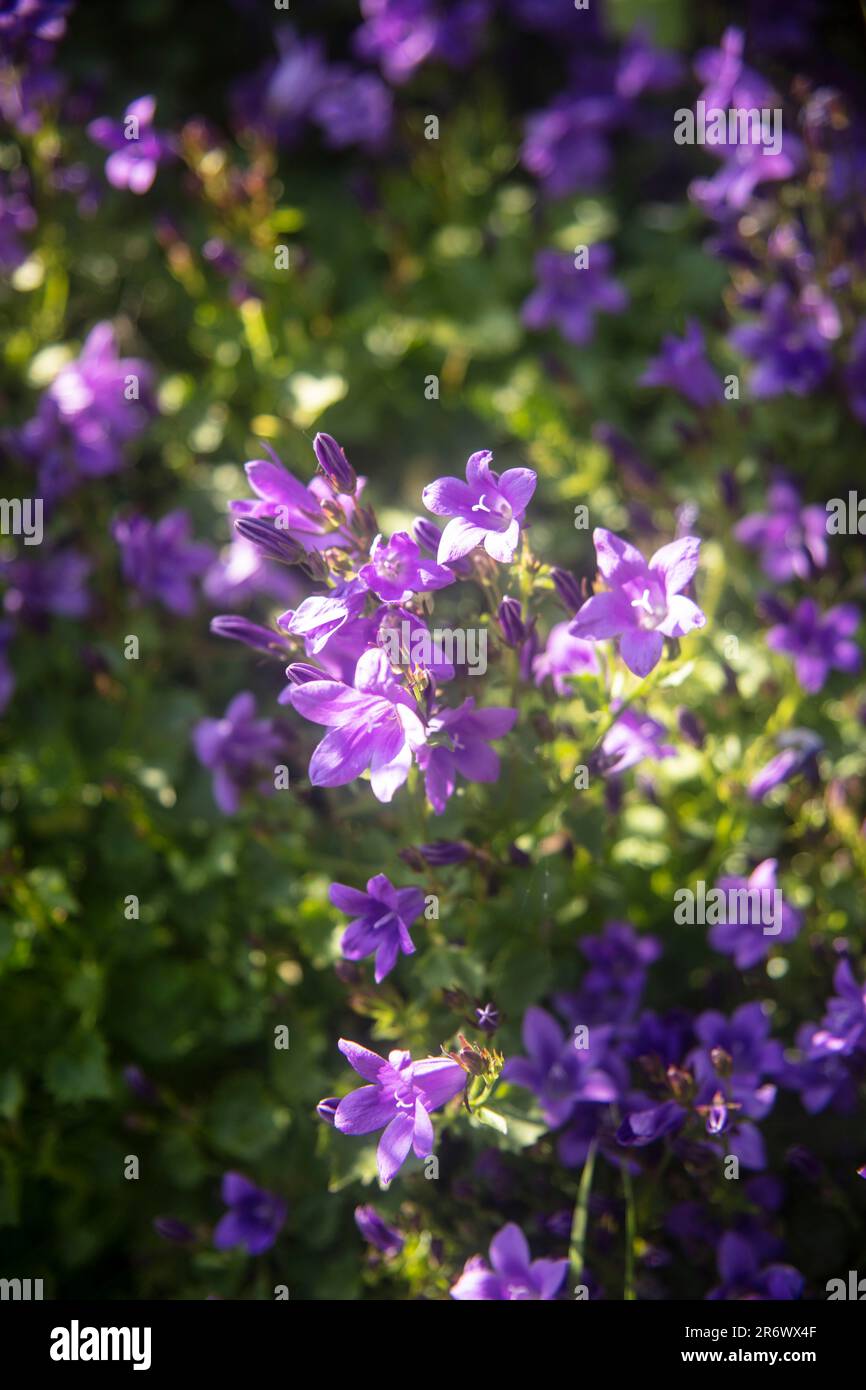 Glowing natural flowering plant close up of Campanula Portenschlagiana (Dalmatian Bell Flower). Stock Photo
