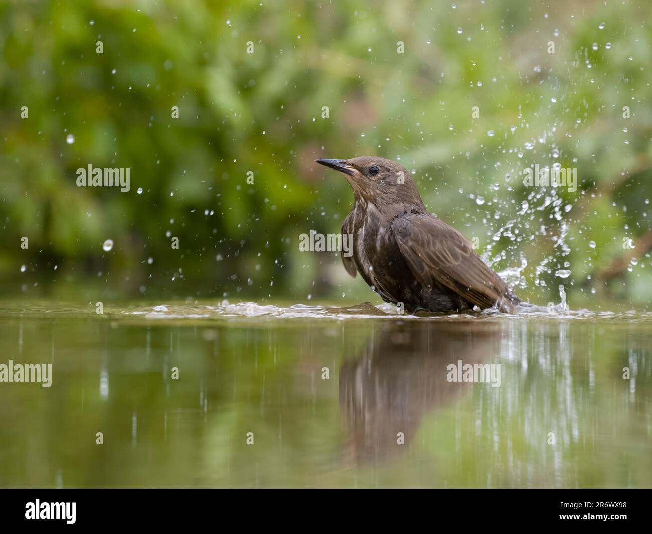 Starling, Sturnus vulgaris, ingle bird bathing in water, Bulgaria, June 2023 Stock Photo