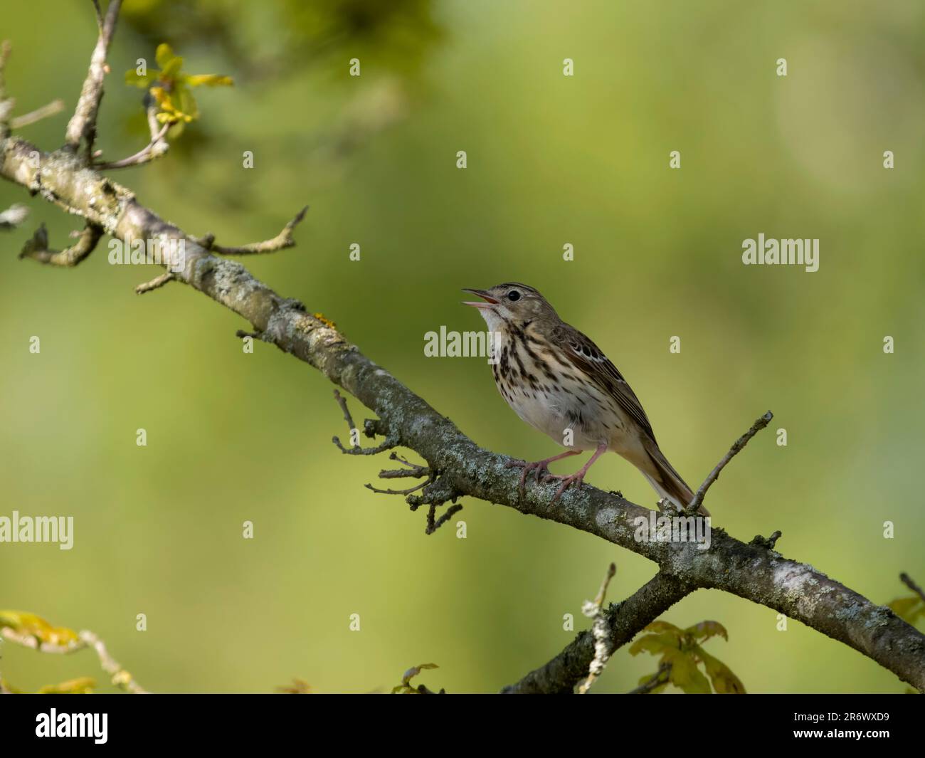 Tree pipit, Anthus trivialis, single bird in tree, Staffordshire, May 2023 Stock Photo