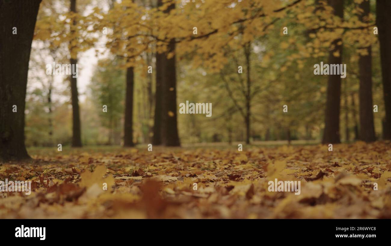 autumn background with fallen leaves in a park, wide photo Stock Photo ...