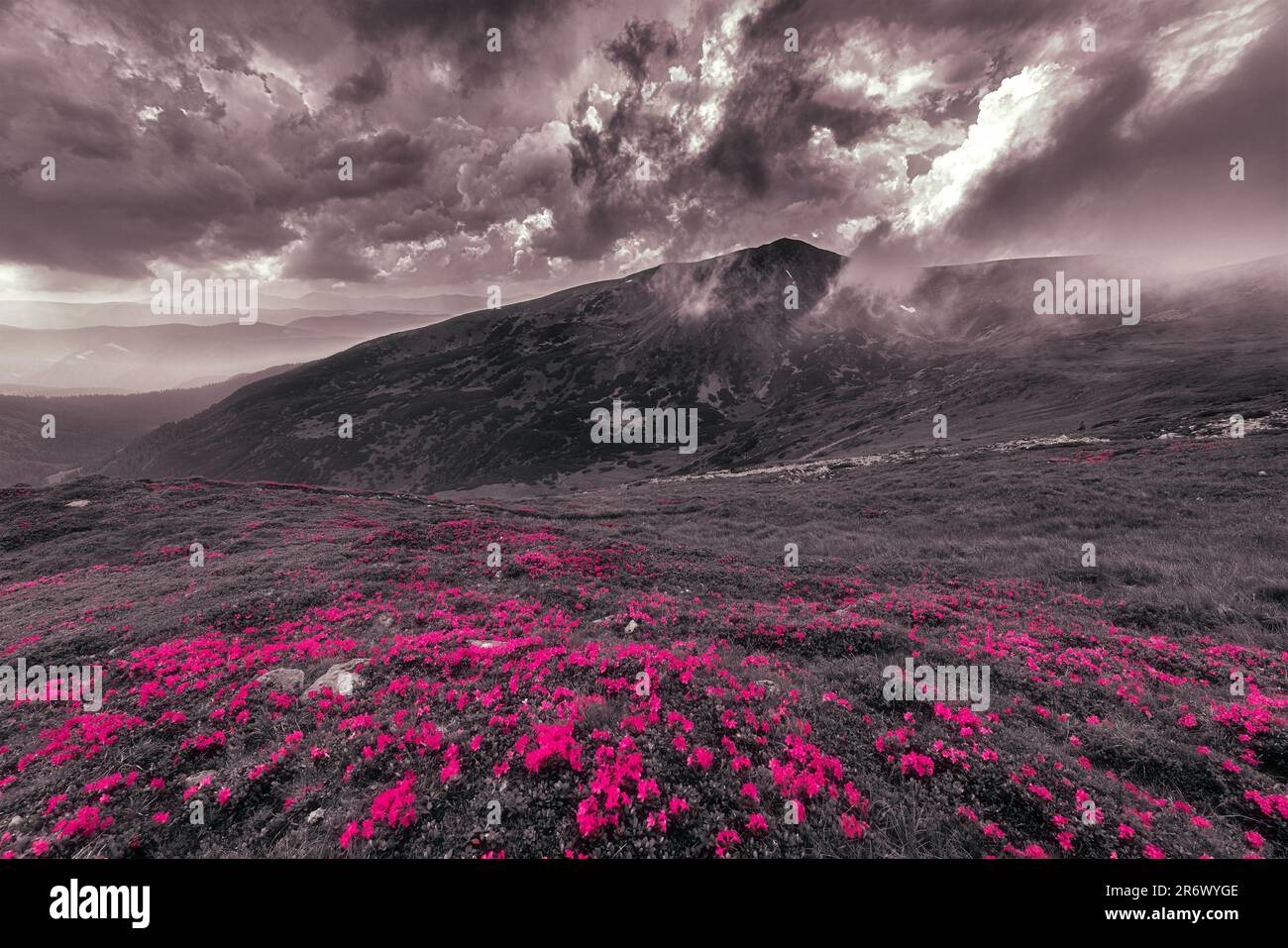 Mountain meadow with pink flowersagainst the mount Brebeneskul, 2,035 m. Blooming Rhododendron in cloudy weather. Carpathian Mountains, Ukraine. Stock Photo