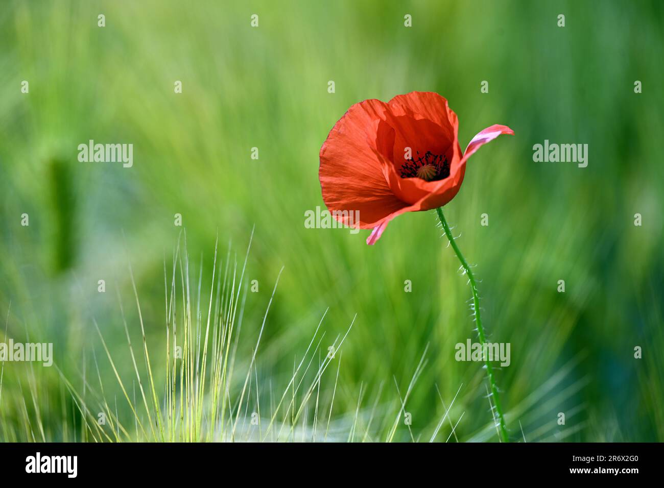 Poppy stem head close up hi-res stock photography and images - Alamy