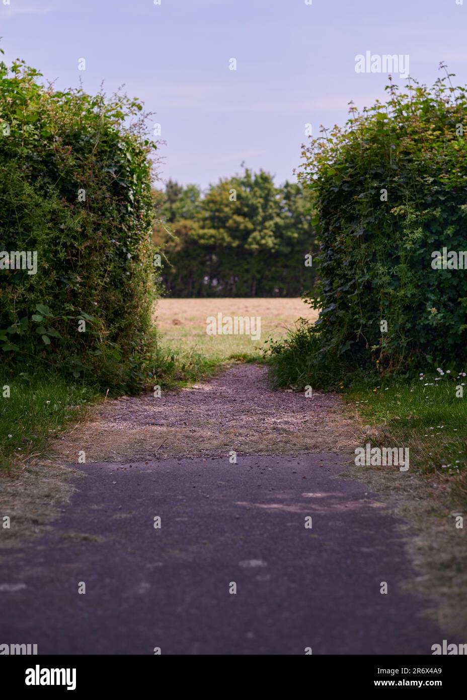 Path leading up to a gap in a hedgerow and a field beyond on summer day Stock Photo