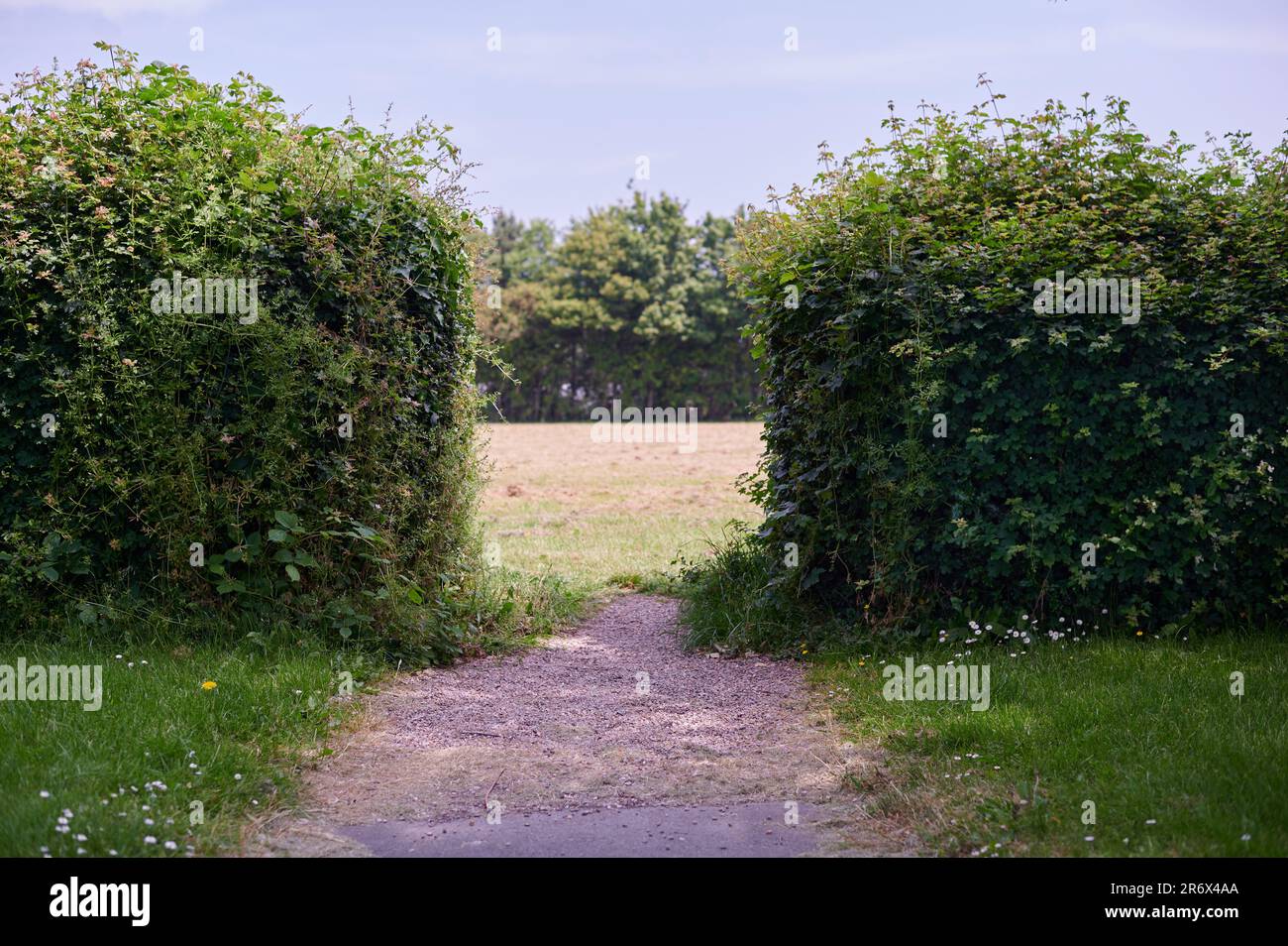 Path leading up to a gap in a hedgerow and a field beyond on summer day Stock Photo