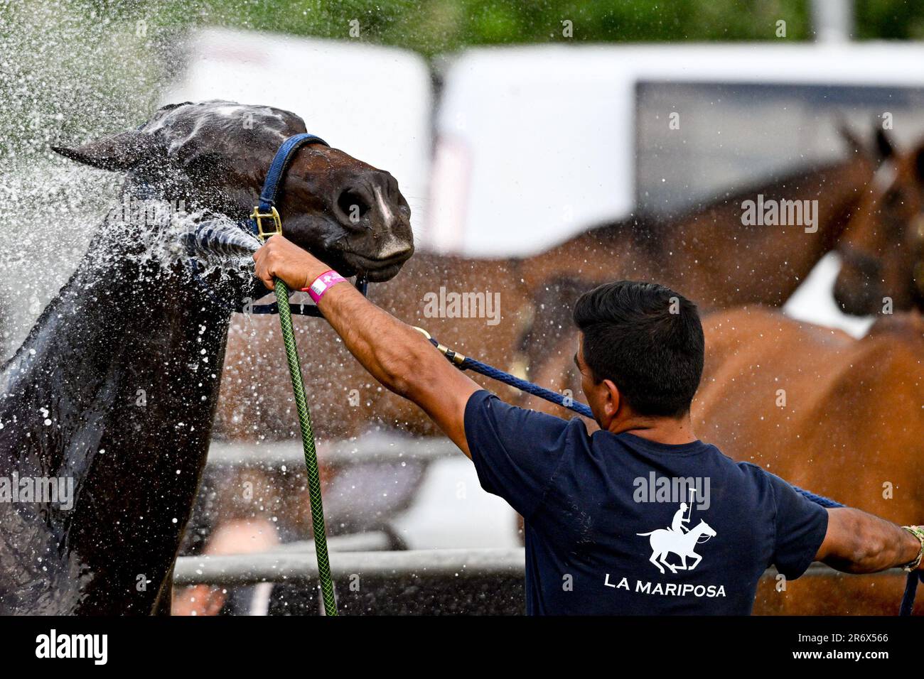 Hurlingham Park, London, UK on 11 June 2023. A pony is watered down in-between games in the Chestertons Polo In The Park at Hurlingham Park, London, UK on 11 June 2023. Photo by Phil Hutchinson. Editorial use only, license required for commercial use. No use in betting, games or a single club/league/player publications. Credit: UK Sports Pics Ltd/Alamy Live News Credit: UK Sports Pics Ltd/Alamy Live News Stock Photo