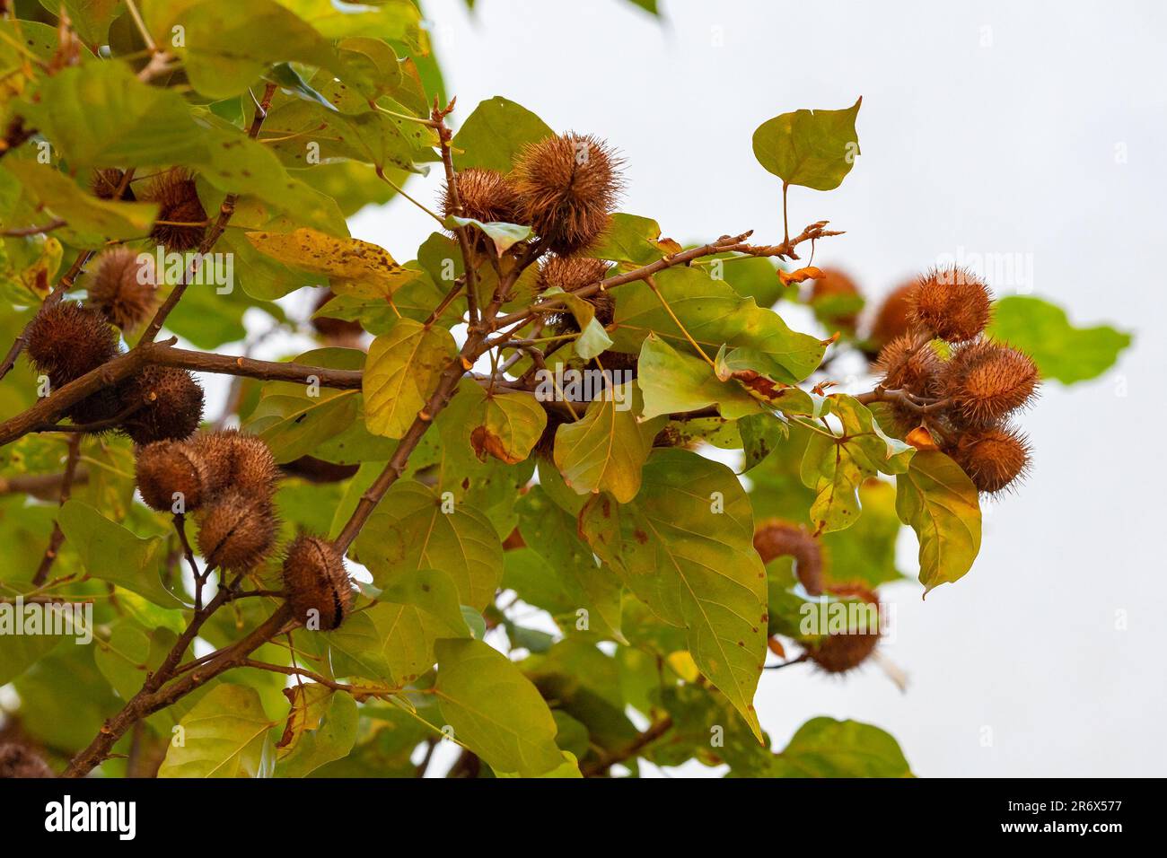 Annato plant also knows as urucum. This is a reddish-colored condiment derived from the Bixa Orellana tree. Gastronomy. Medicine.Urucum fruit Stock Photo