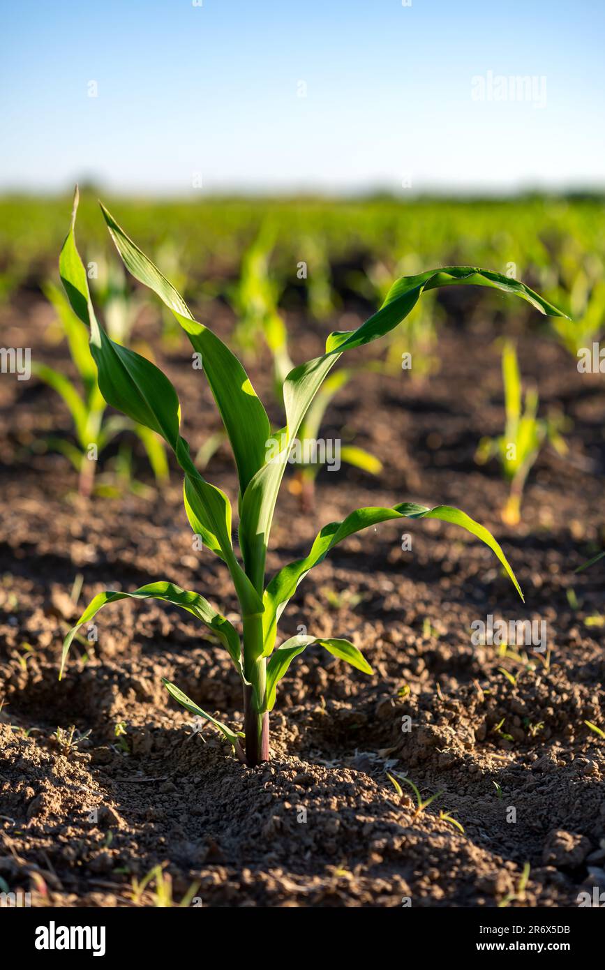 Young corn plants hi-res stock photography and images - Alamy