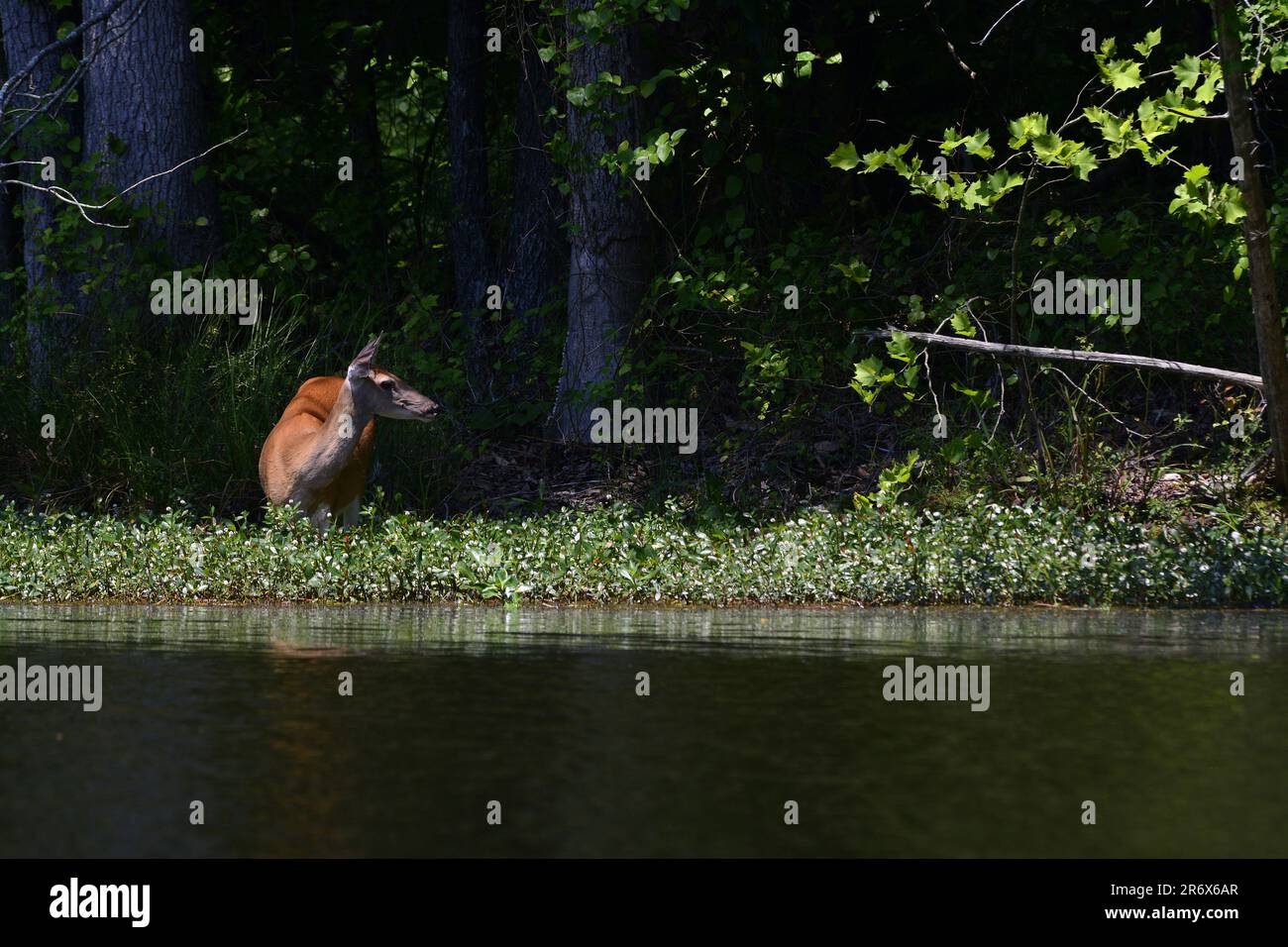 White Tail deer eating plants in shallow water Stock Photo Alamy