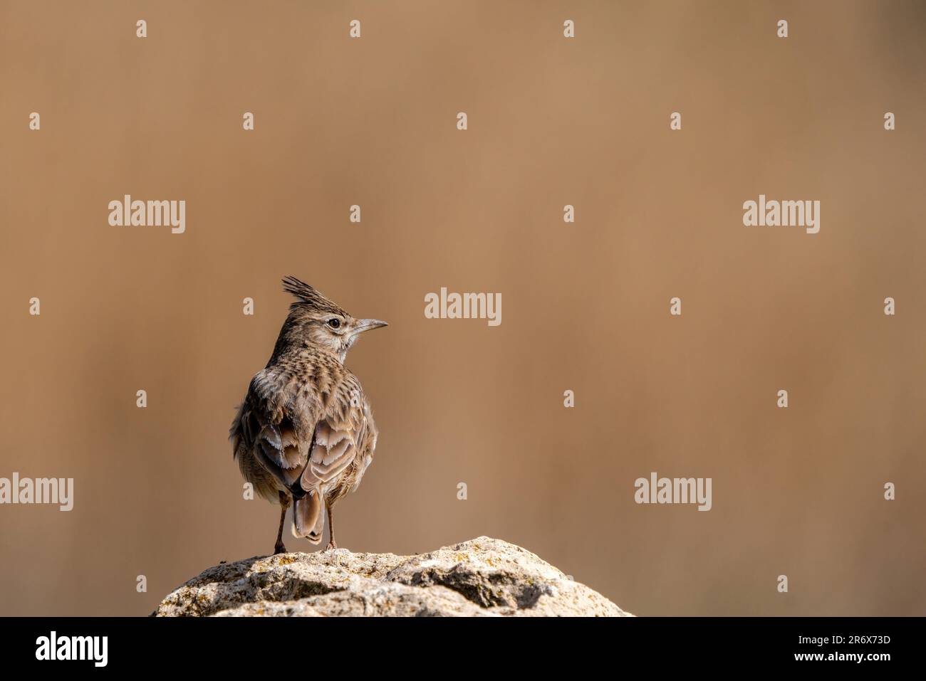 Crested Lark on the Rock. copy space in Turkey Stock Photo