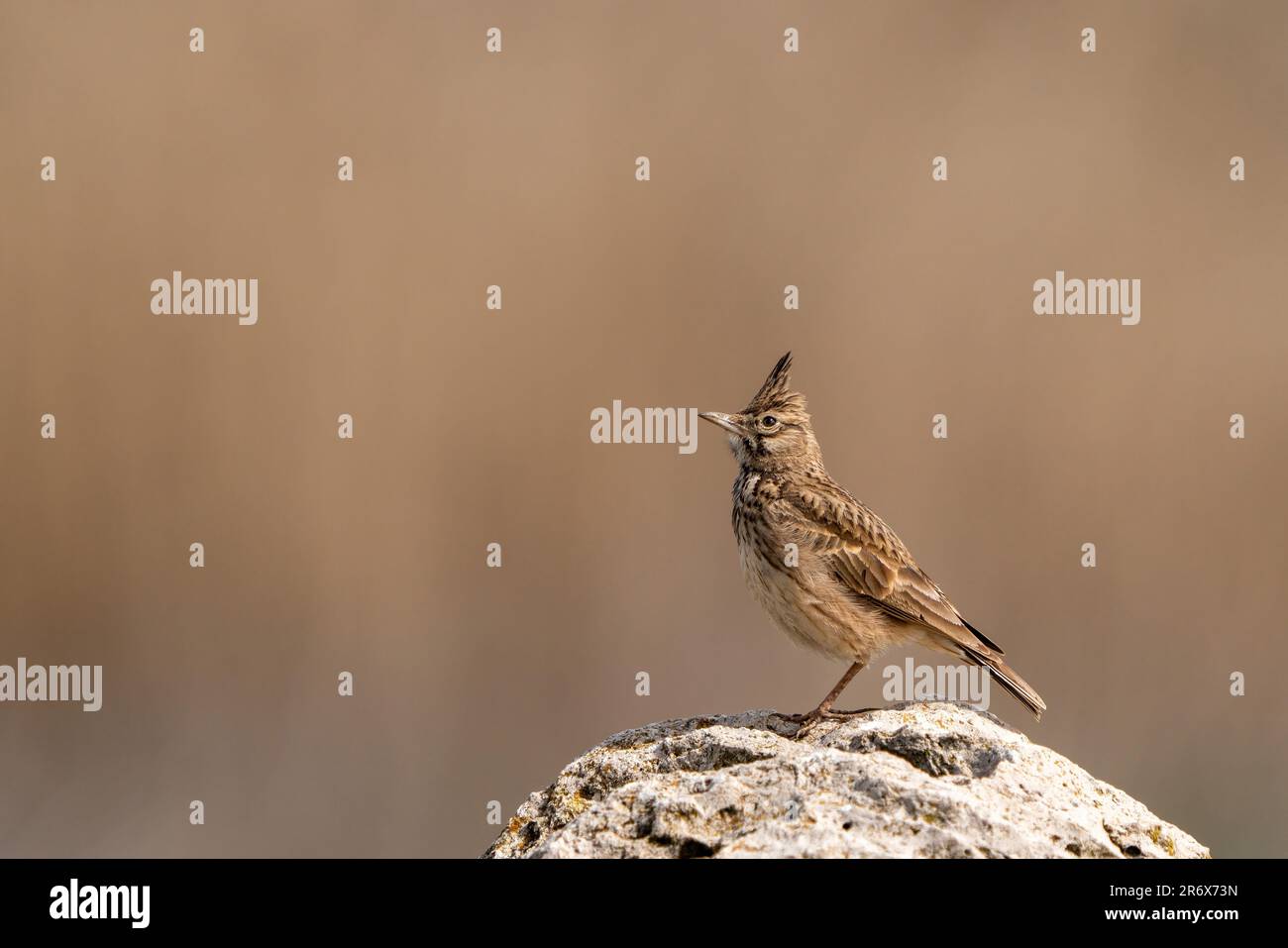 Crested Lark on the Rock. copy space in Turkey Stock Photo