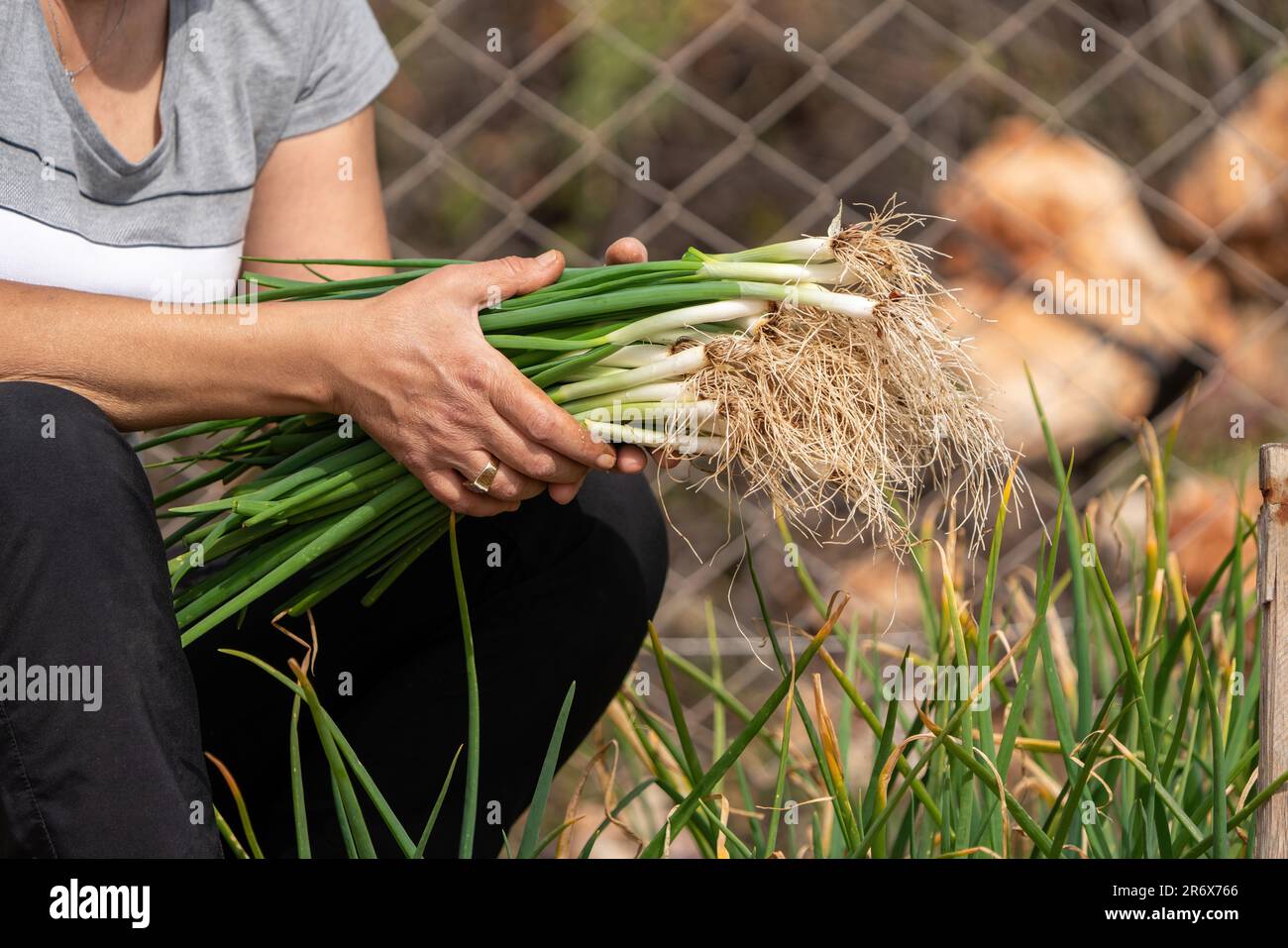 Woman growing and harvesting vegetables in the garden in Turkey Stock ...
