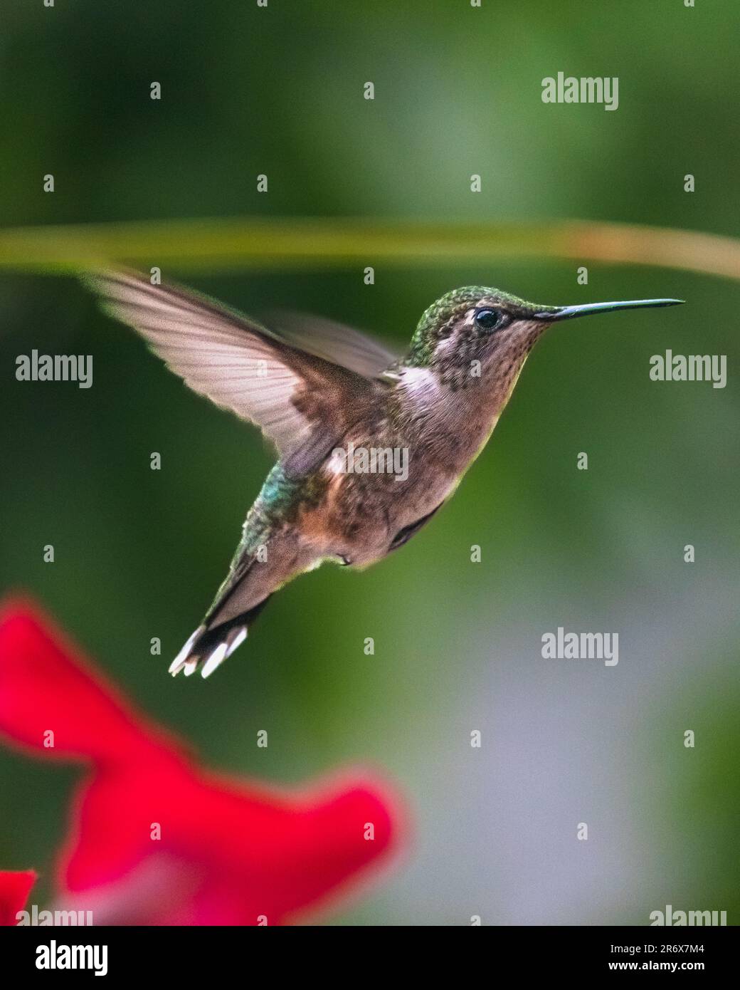 Hummingbirds. In an overgrown garden in Ontario, the smallest birds fly to the colourful flowers to feed on the sweet flower nectar. Stock Photo