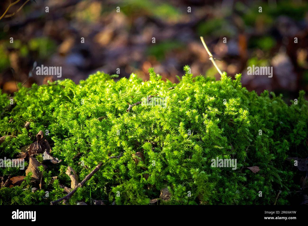 Moss at close range Stock Photo