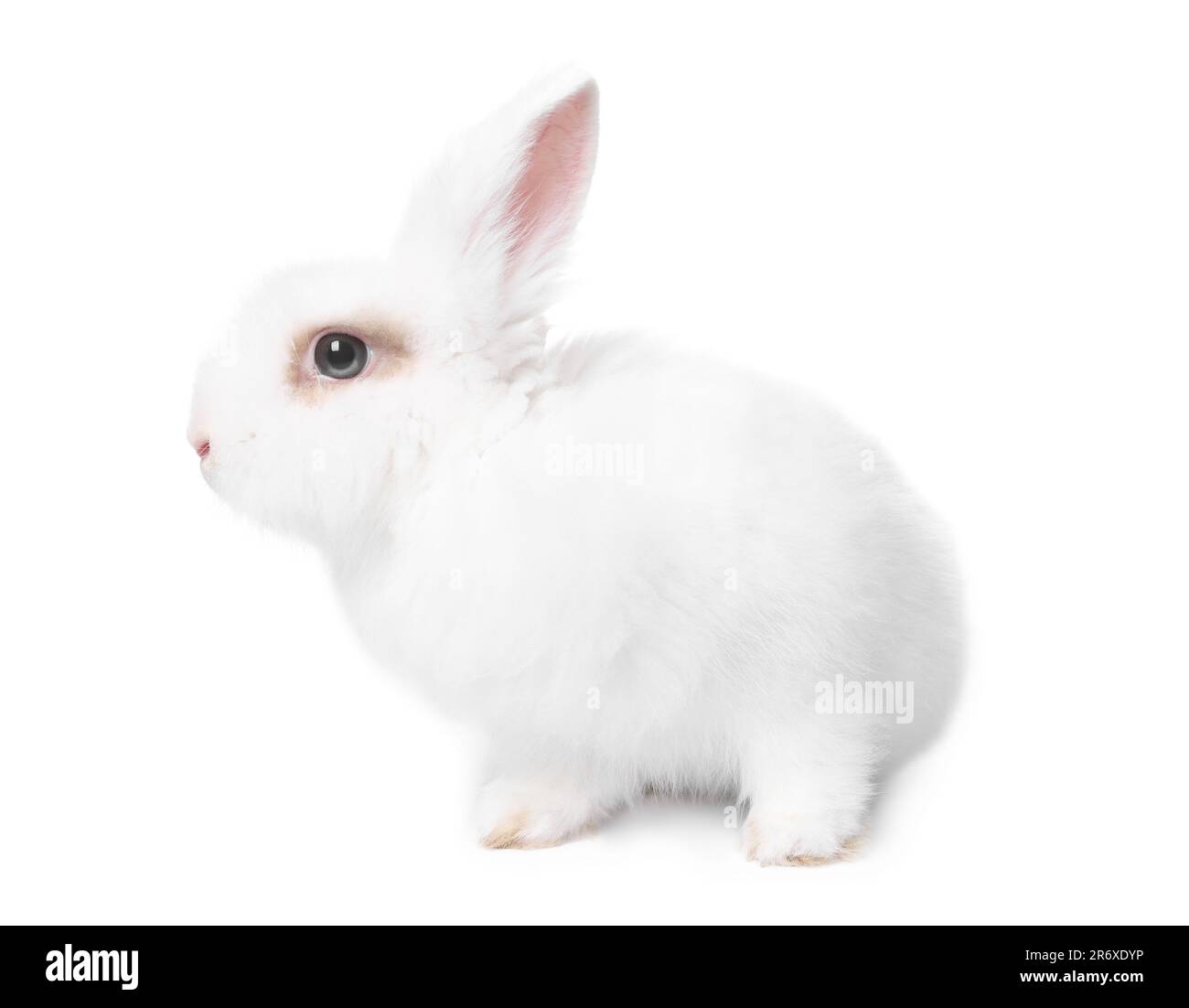 Fluffy rabbit on white background. Cute pet Stock Photo - Alamy
