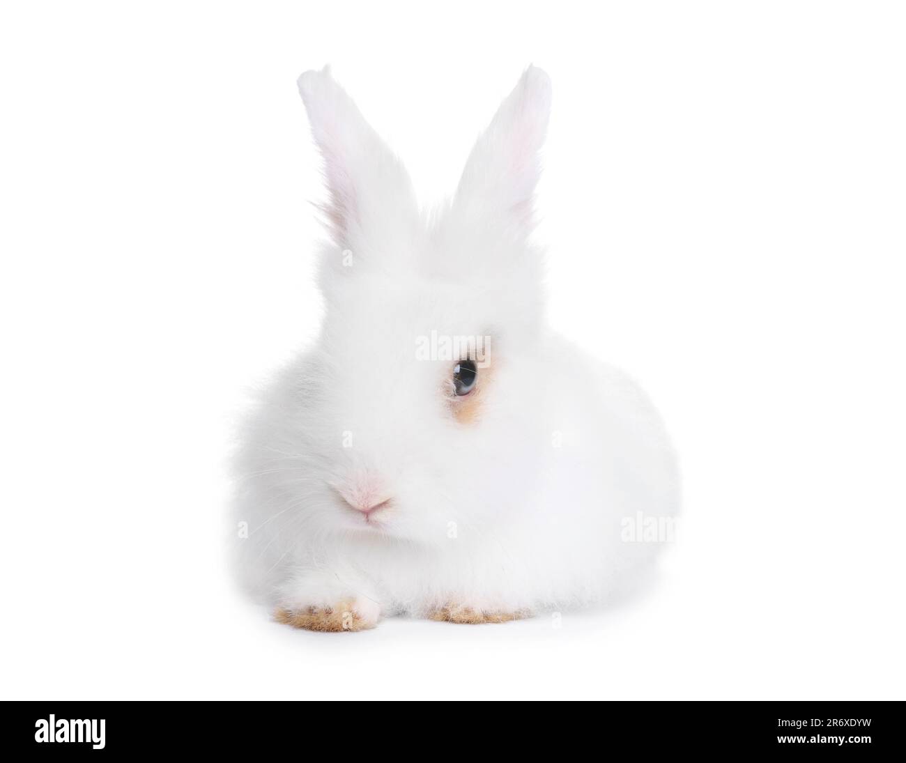 Fluffy rabbit on white background. Cute pet Stock Photo - Alamy