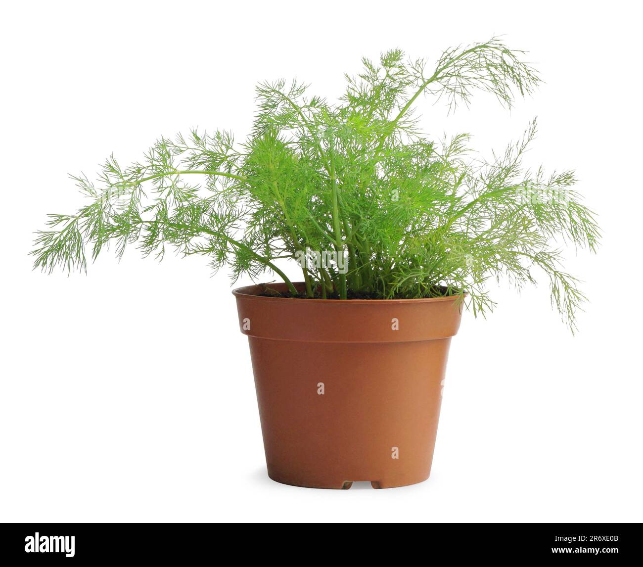 Green dill growing in pot isolated on white Stock Photo Alamy