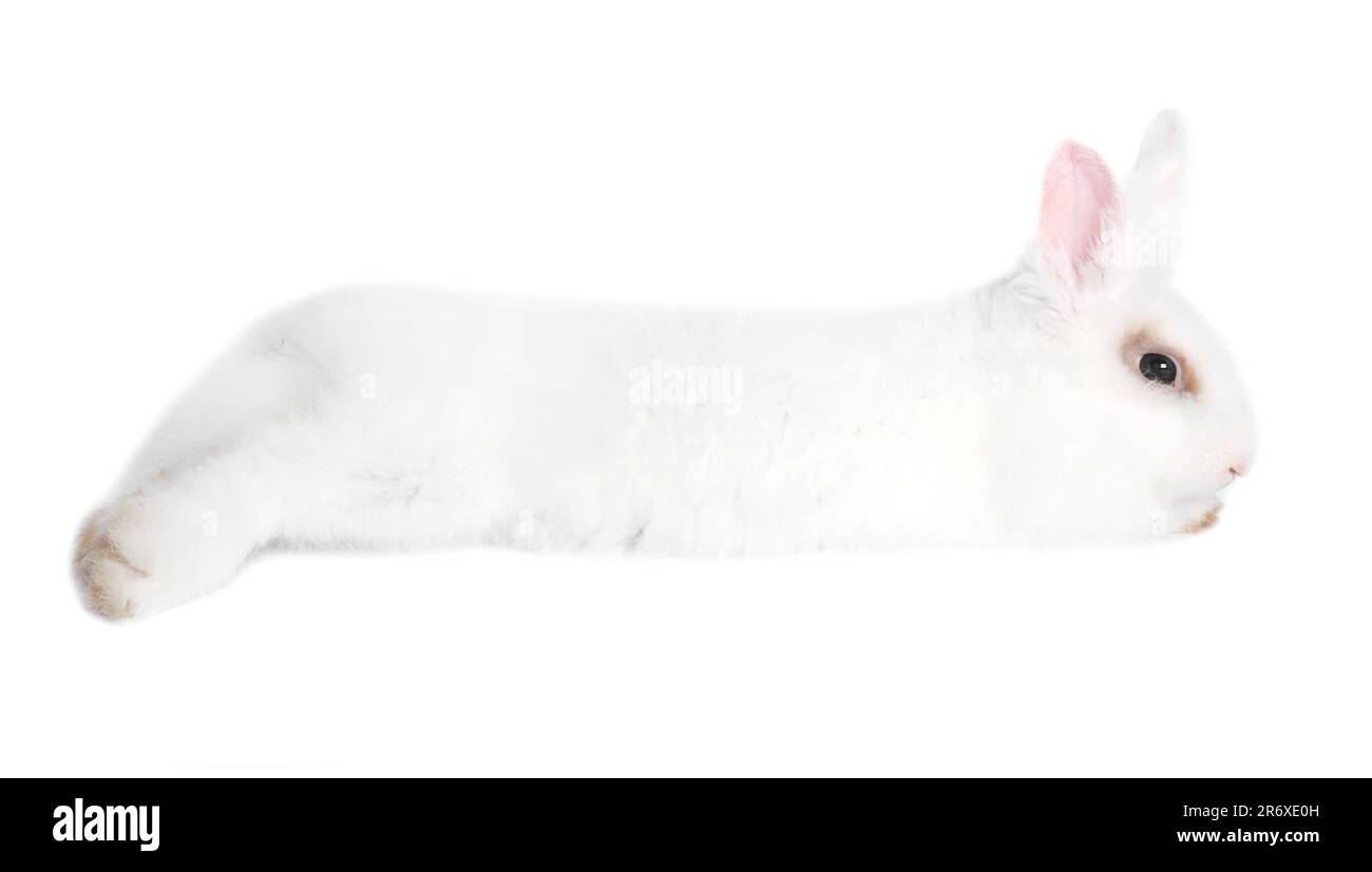 Fluffy rabbit on white background. Cute pet Stock Photo - Alamy