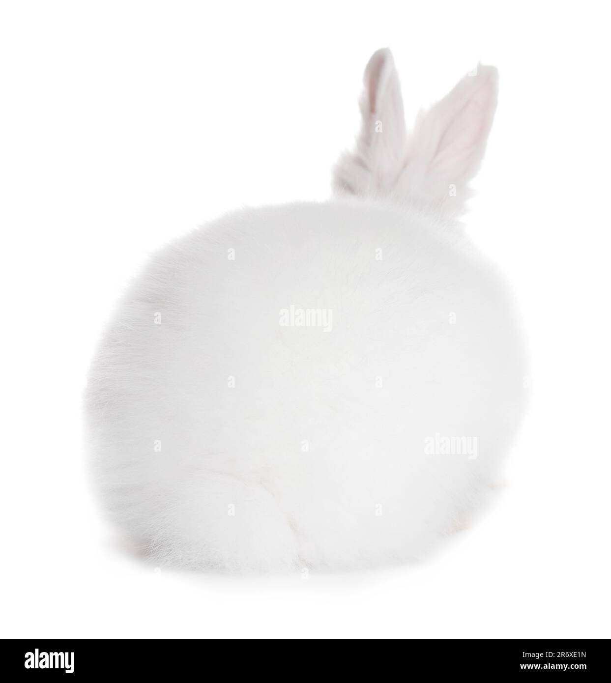 Fluffy rabbit on white background. Cute pet Stock Photo - Alamy