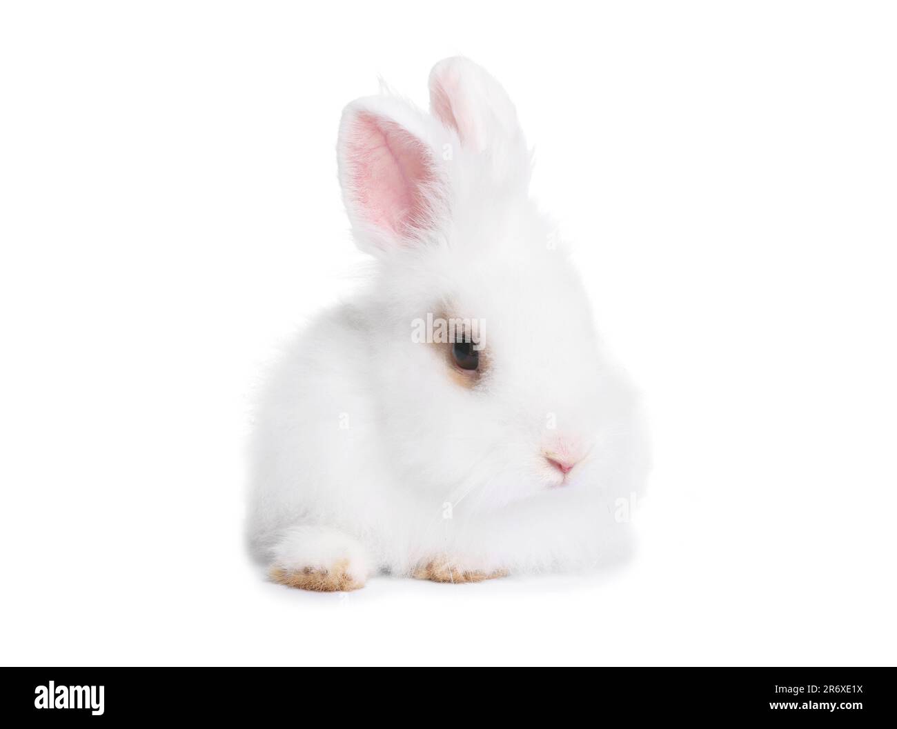 Fluffy rabbit on white background. Cute pet Stock Photo - Alamy