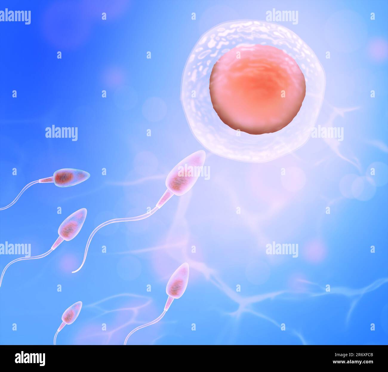 Fertilization process. Sperm cells moving to ovum on blue background Stock Photo