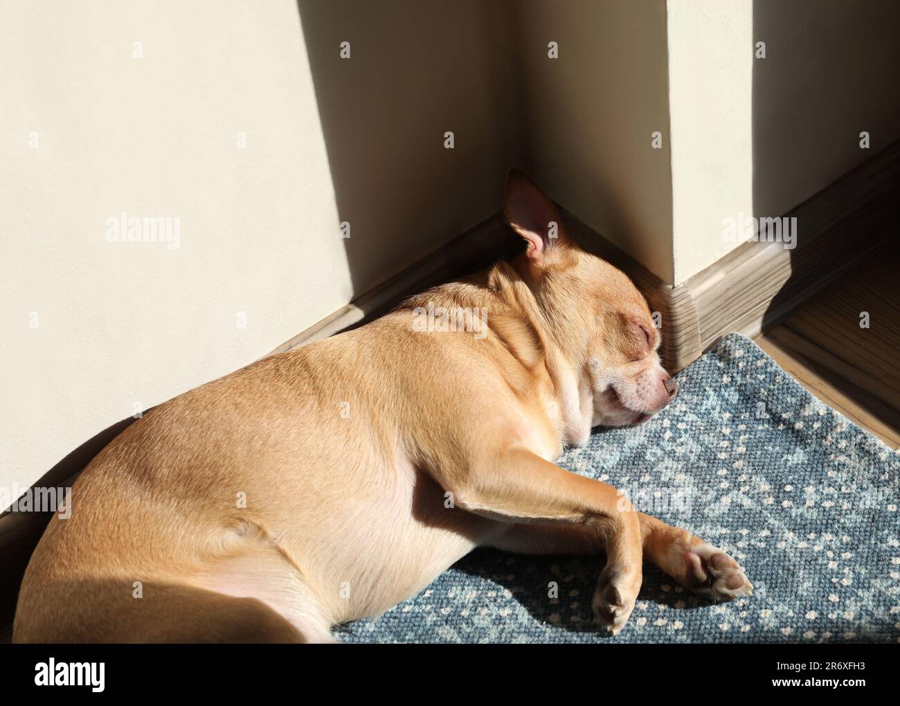 Cute little dog sleeping on soft mat at home Stock Photo - Alamy