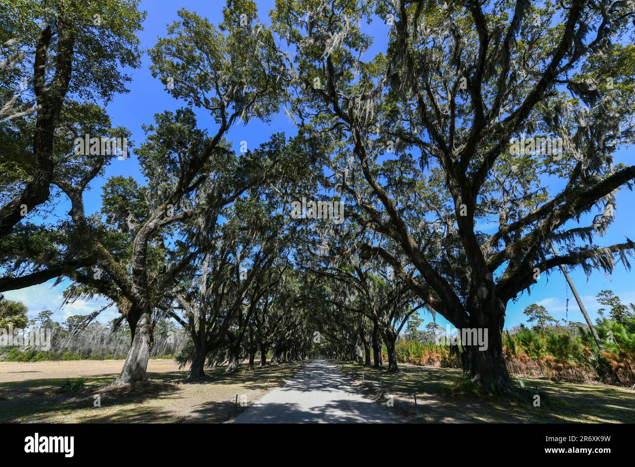 Spanish moss along the oak tree lined road at historic Wormsloe ...