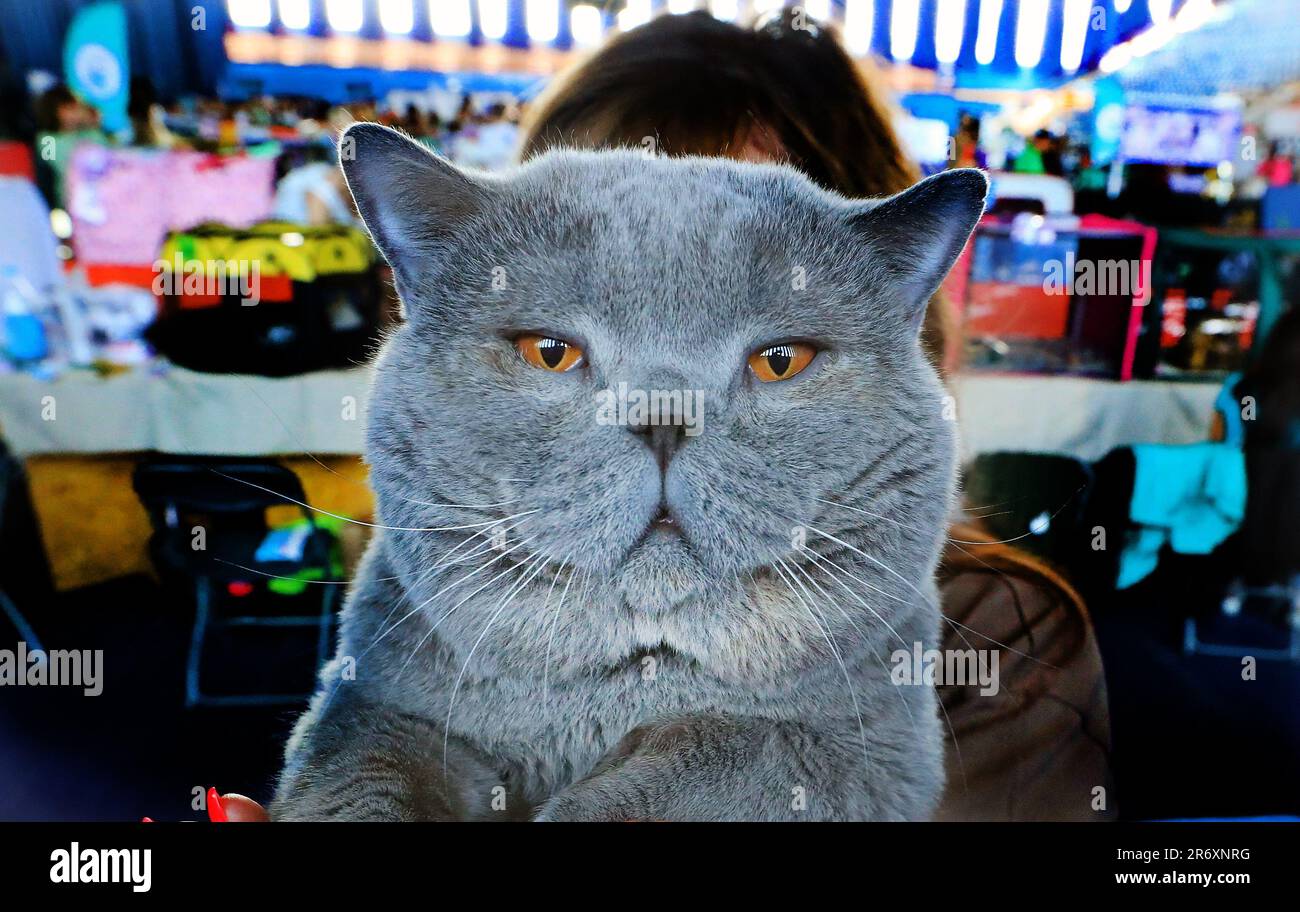 Russian Blue Cat Umbrella Russian Blue Cat Umbrella