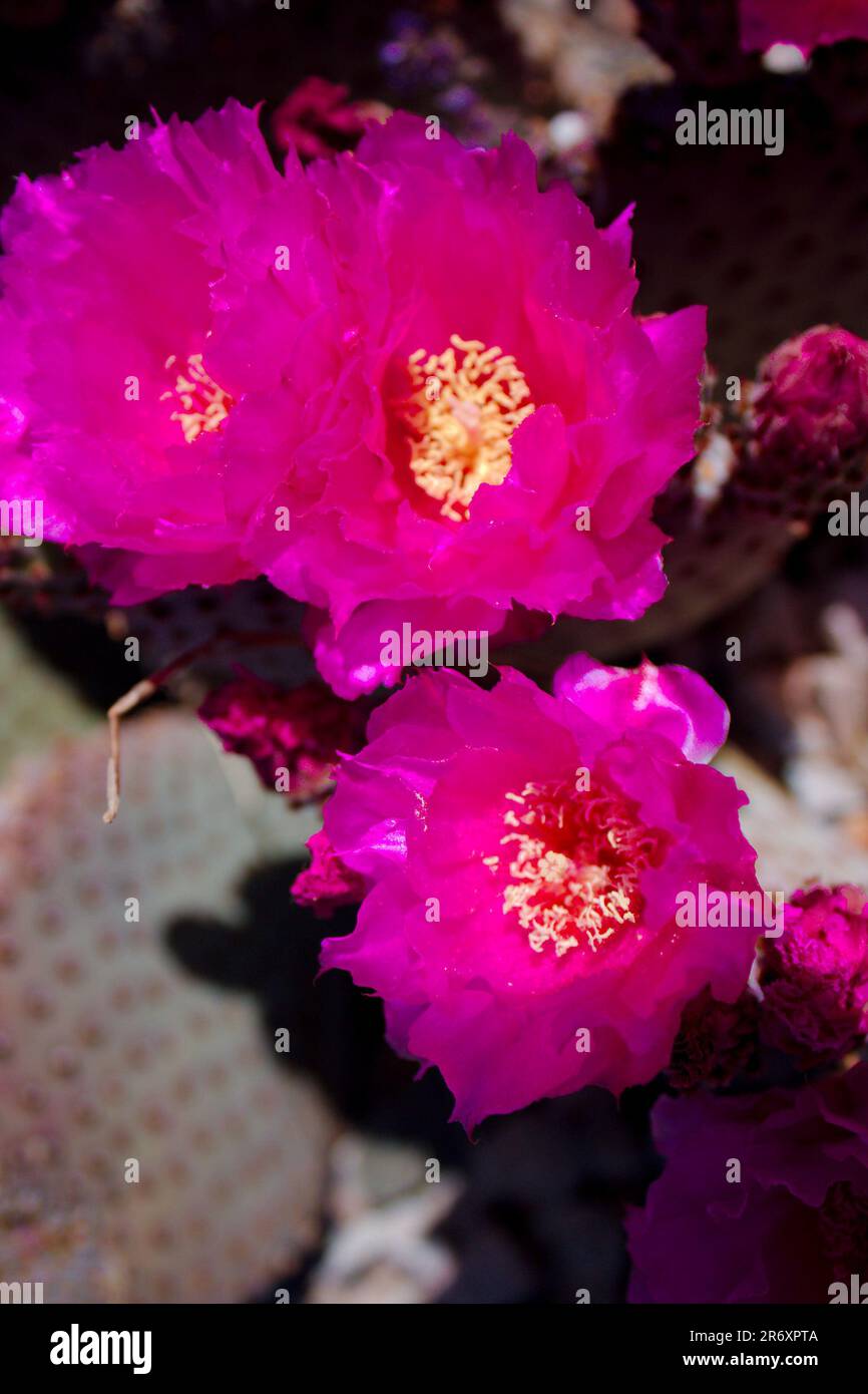 Hot Pink Cactus Blooms Stock Photo