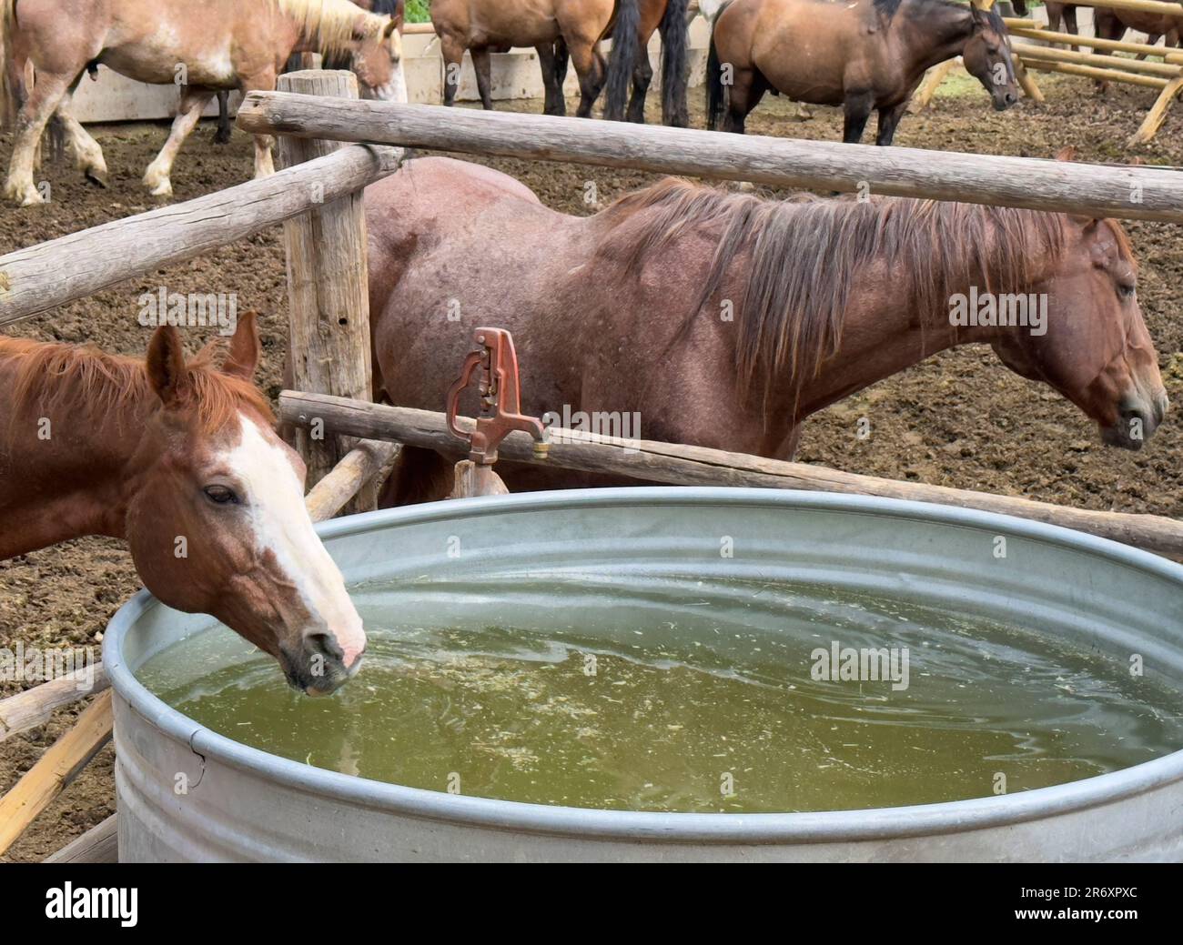 Horseback riding is captured in the corral and pens after a day of travel and trail riding. Caring for horses and for the gear takes organization. Stock Photo