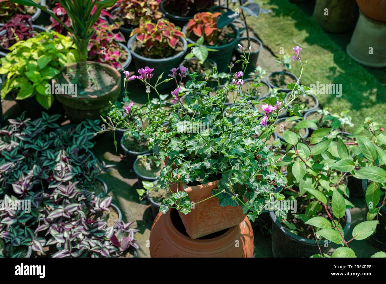 Pelargonium peltatum ivy geranium in a pot Stock Photo