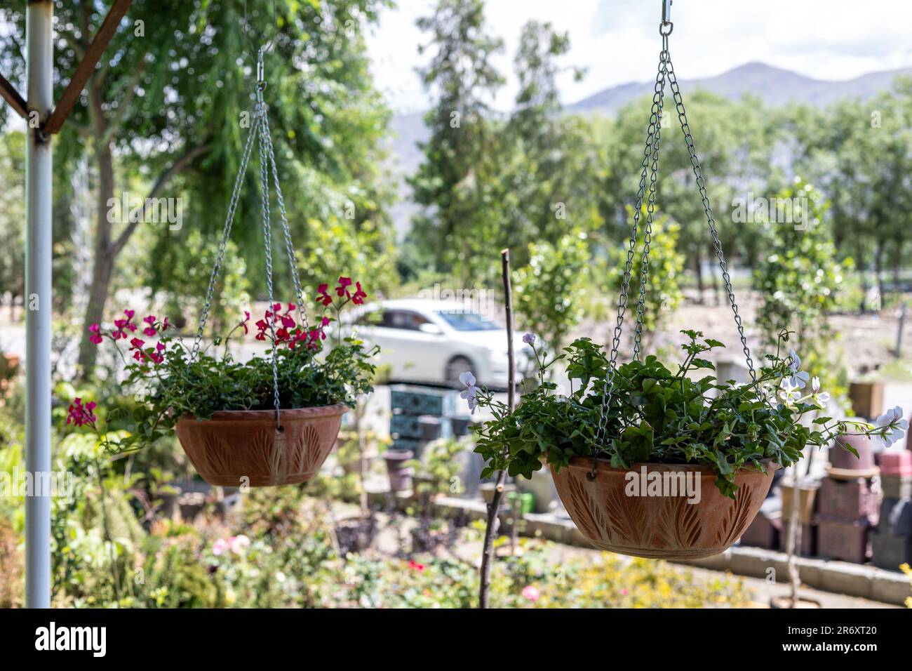 ivy plants for hanging baskets Neon Pothos Ivy Hanging Basket  Ms. Jo's Plants & Gifts, LLC