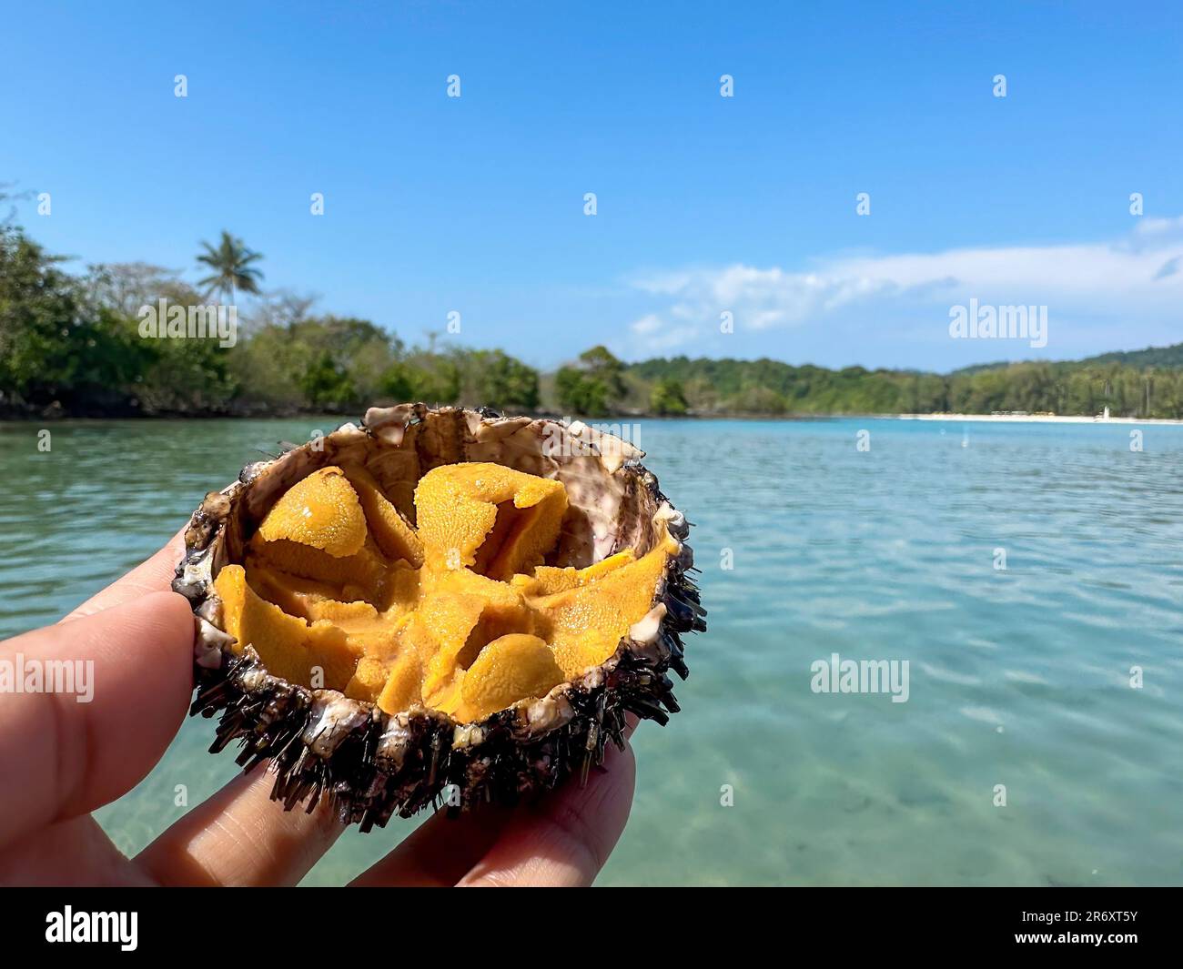 Close-up fresh sea urchin eggs (uni sashimi) in half shell, Japanese ...