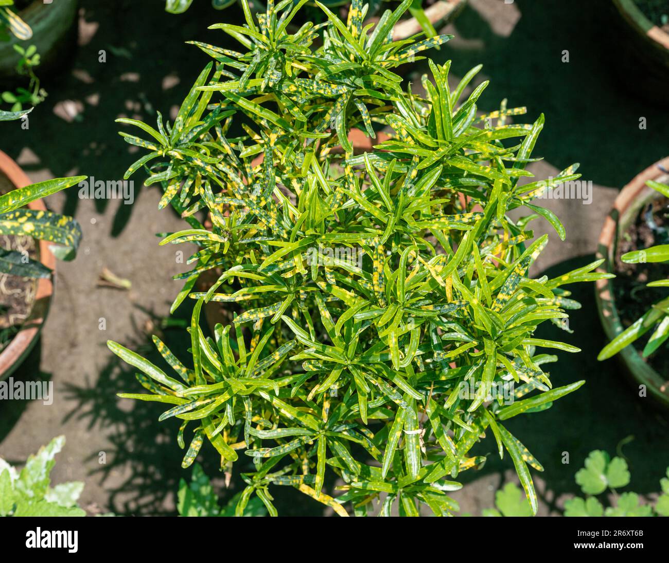 Yellow leaves of ornamental croton plant closeup Stock Photo - Alamy