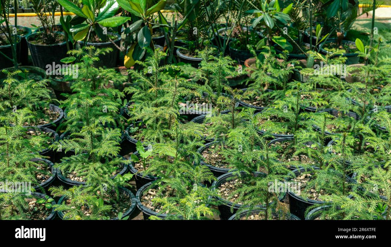 Araucaria small trees growing in plant nursery Stock Photo