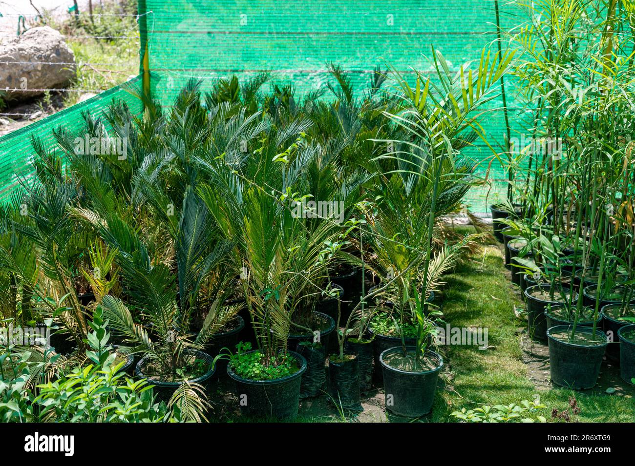 Several sago palms growing in plant nursery Stock Photo