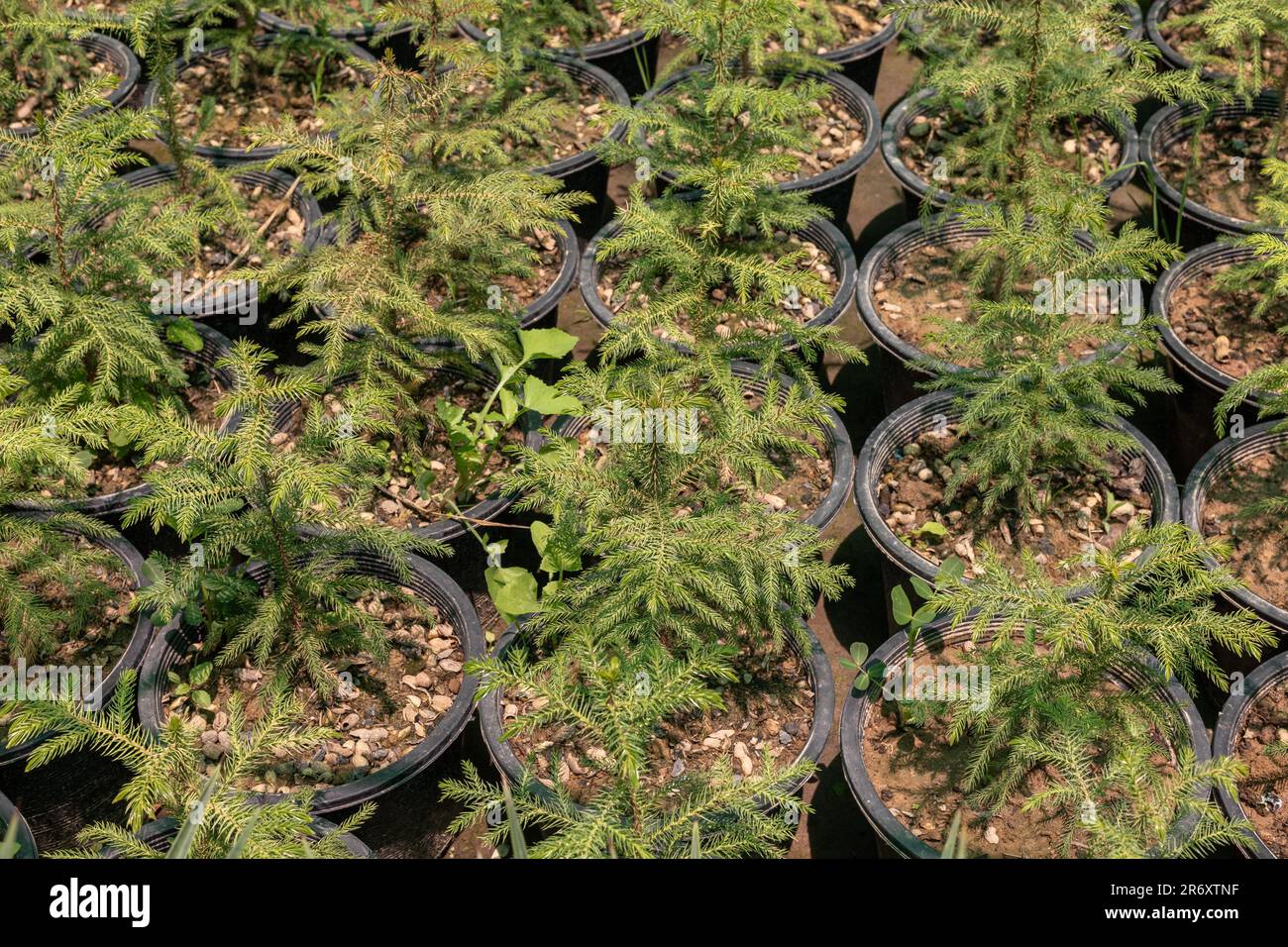 Small seedlings plants of araucaria in nursery Stock Photo