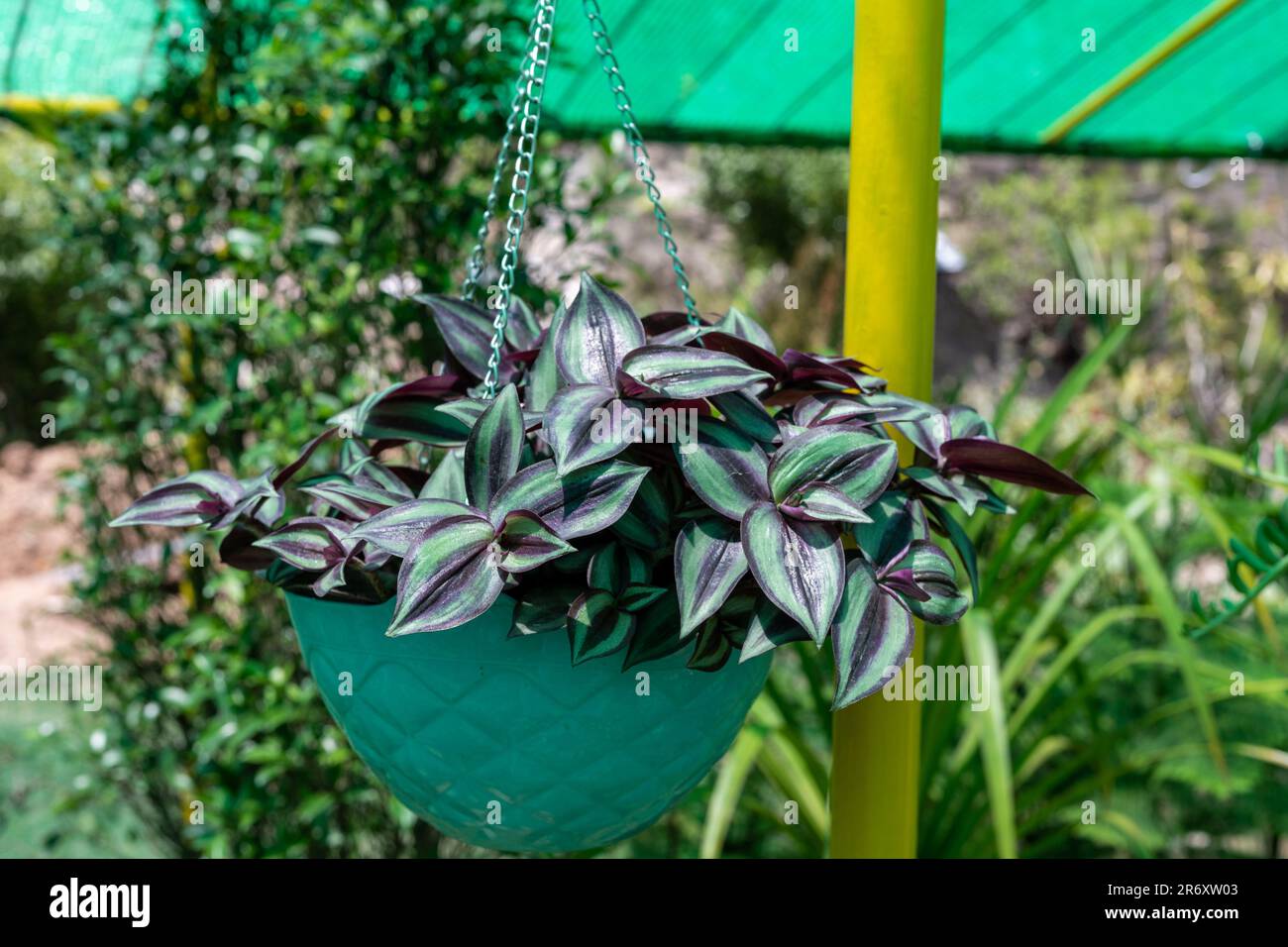 Wandering jew hanging plant deals