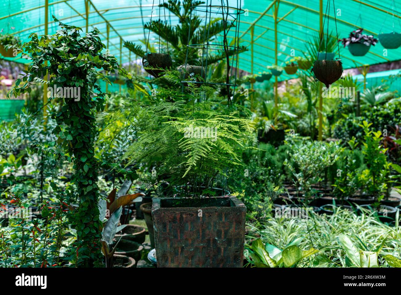 Plumosa fern beautiful plant in a greenhouse Stock Photo