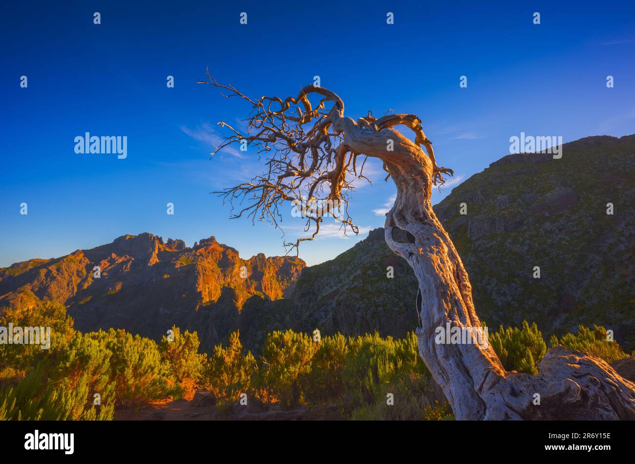 A lonely dead tree near the Madeiras highest peak Pico Ruivo Stock